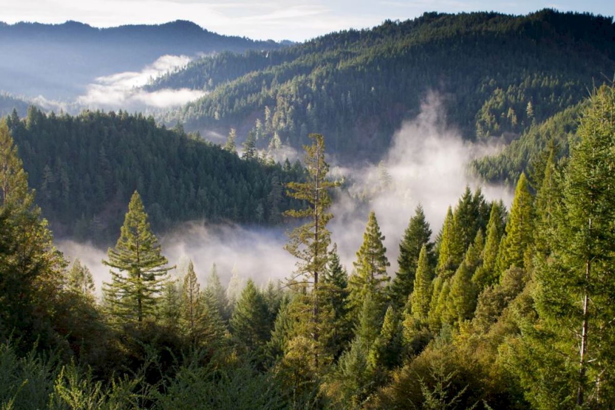 A misty forest landscape with lush green trees, mountains in the background, and sunlight filtering through the mist, creating a serene atmosphere.